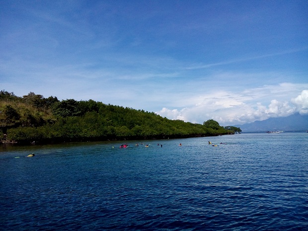 Spot snorkling Mangrove banyak ditemukan ikan nemo