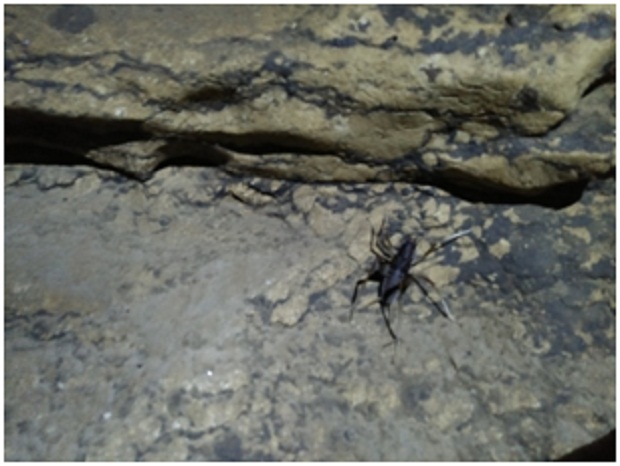 Fauna Jangkrik, oleh Tim Caving Mapala Natural Forum