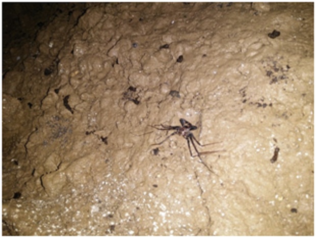 Fauna Kalacemeti, oleh Tim Caving Mapala Natural Forum