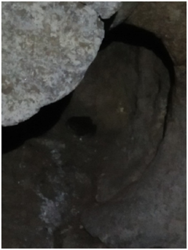 Fauna Katak Hitam, oleh Tim Caving Mapala Natural Forum