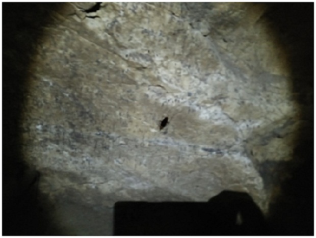 Fauna Kecoa, oleh Tim Caving Mapala Natural Forum