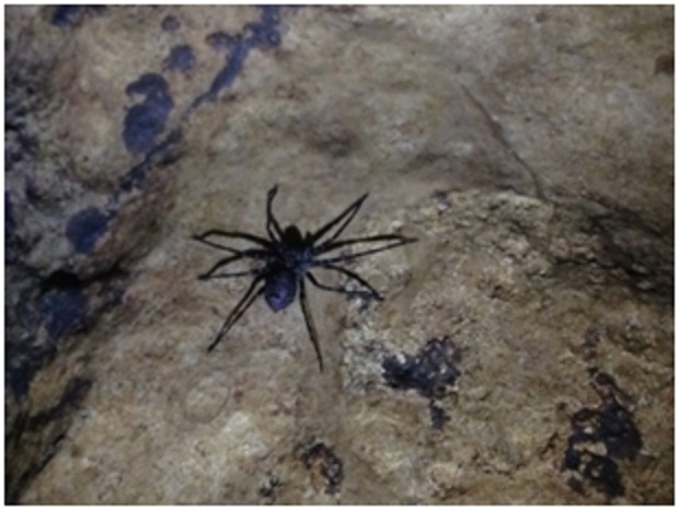 Fauna Laba-laba, oleh Tim Caving Mapala Natural Forum