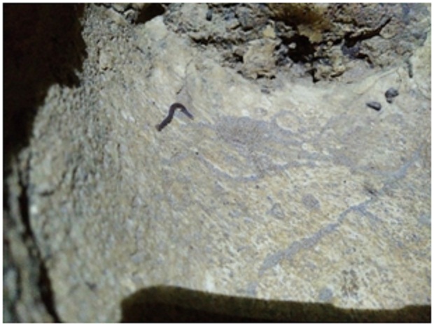 Fauna Lintah, oleh Tim Caving Mapala Natural Forum