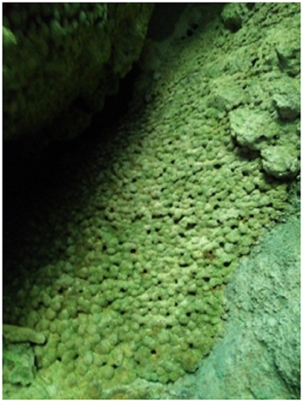 Ornamen Pearl, oleh Tim Caving Mapala Natural Forum