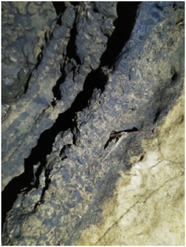 Paku tertancap di dinding gua, oleh Tim Caving Mapala Natural Forum